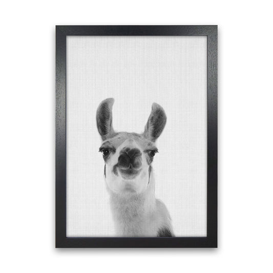 Llama Art Print by Jason Stanley Black Grain