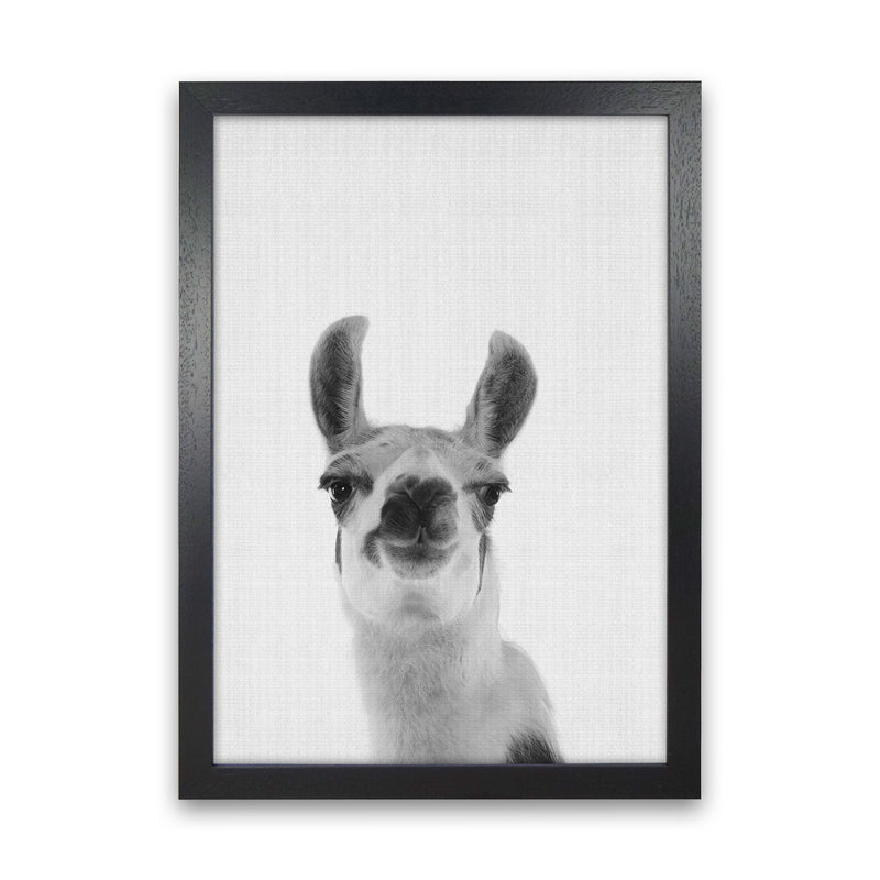 Llama Art Print by Jason Stanley Black Grain