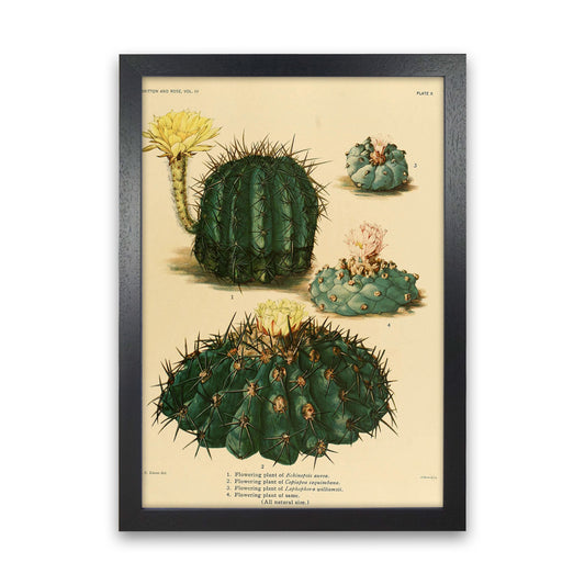 Cactus Series8 Art Print by Jason Stanley Black Grain