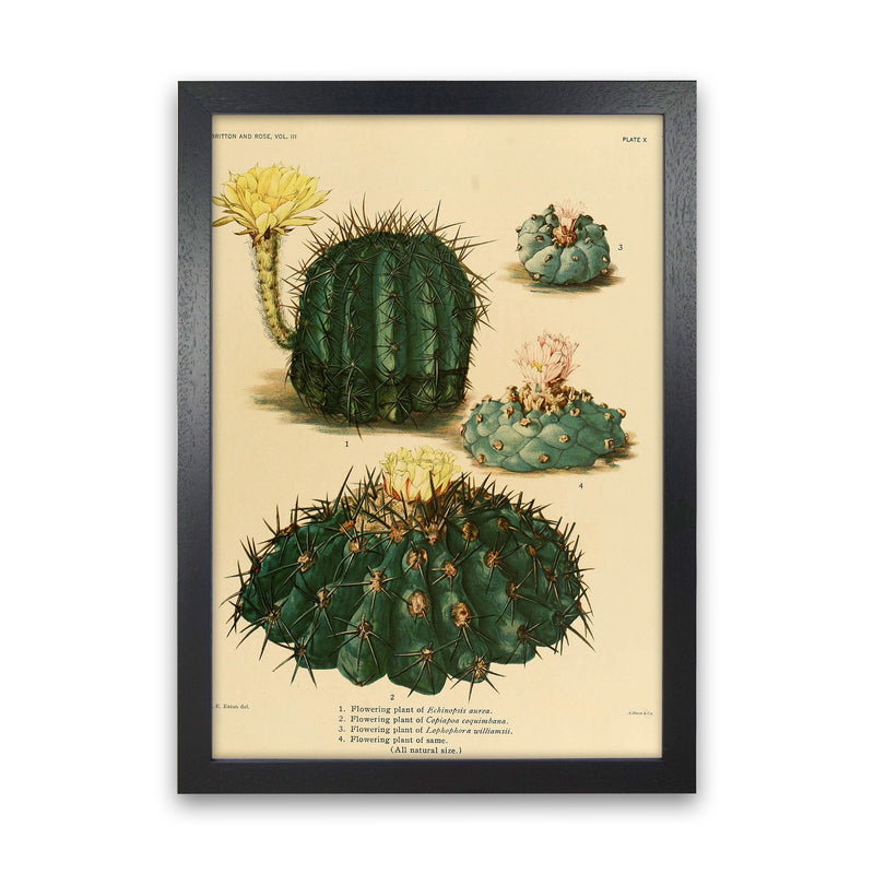 Cactus Series8 Art Print by Jason Stanley Black Grain