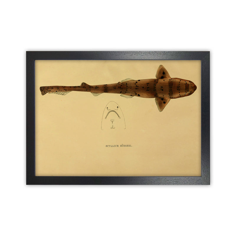 Shark Series 2 Art Print by Jason Stanley Black Grain