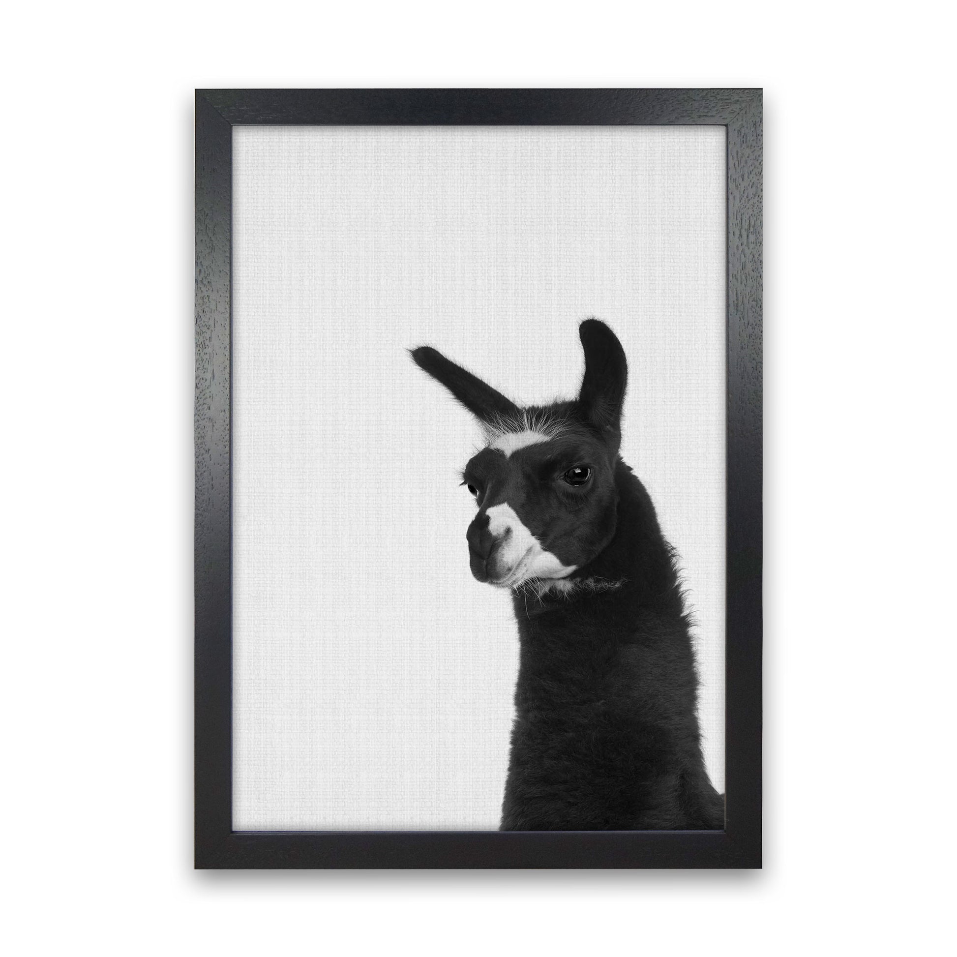 Llama #2 Art Print by Jason Stanley Black Grain
