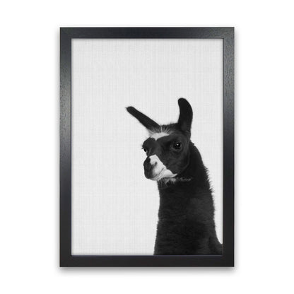Llama #2 Art Print by Jason Stanley Black Grain