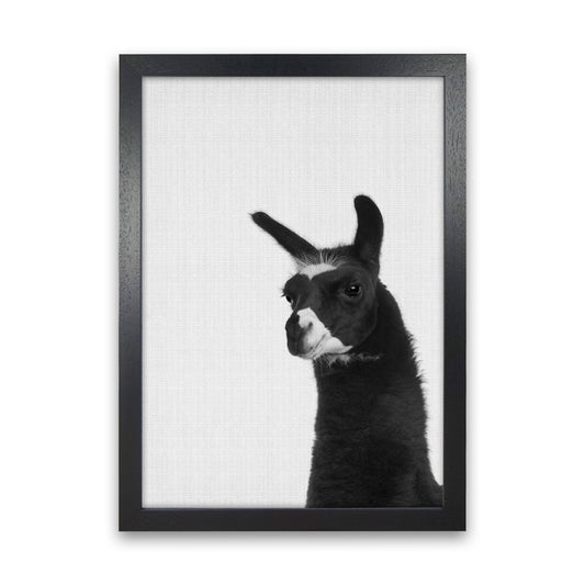 Llama #2 Art Print by Jason Stanley Black Grain