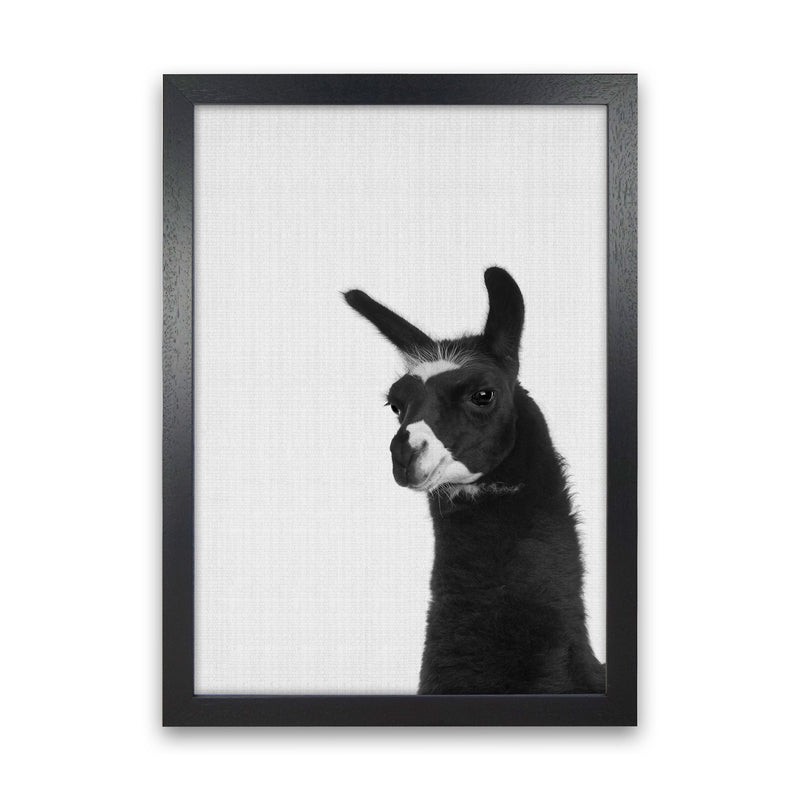 Llama