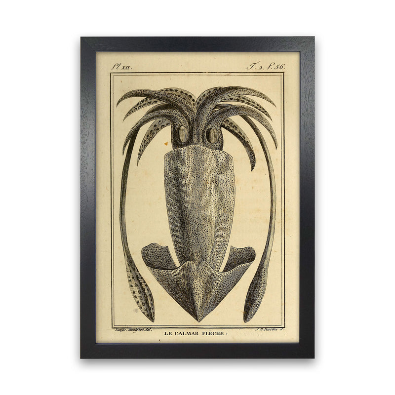 Vintage Squid 2 Art Print by Jason Stanley Black Grain