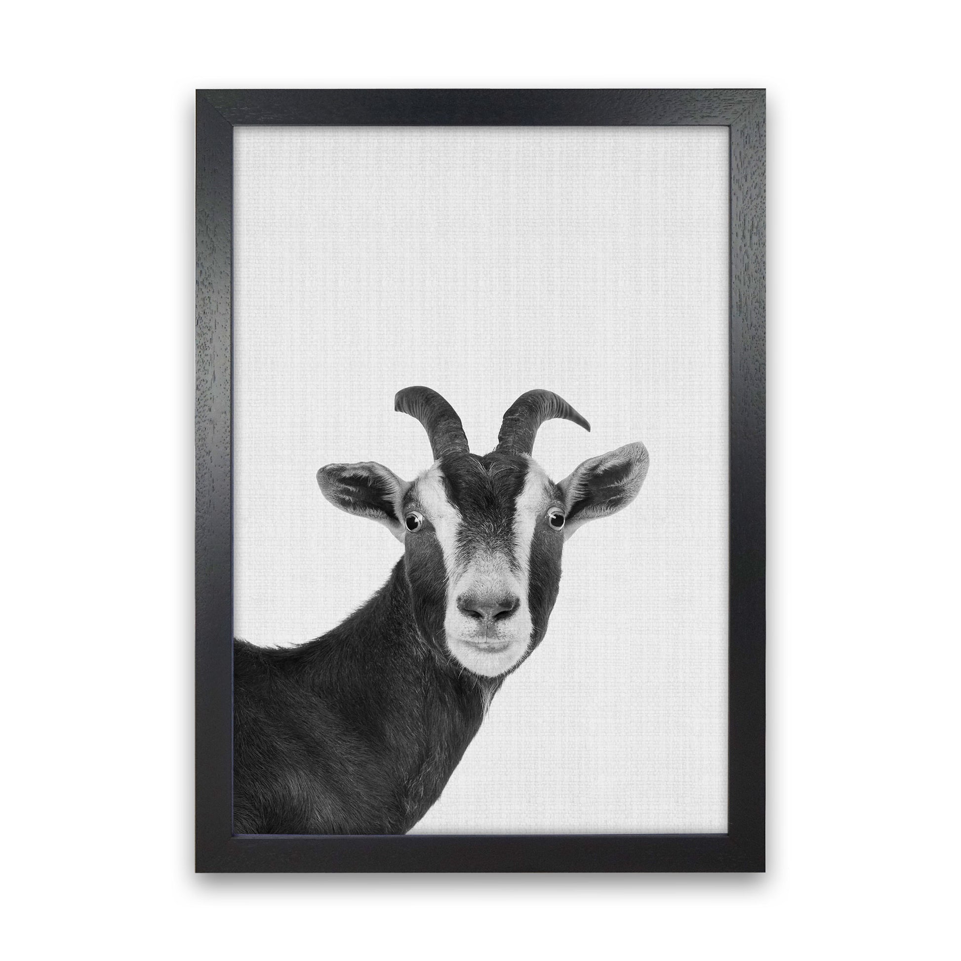 Surprised Goat Art Print by Jason Stanley Black Grain