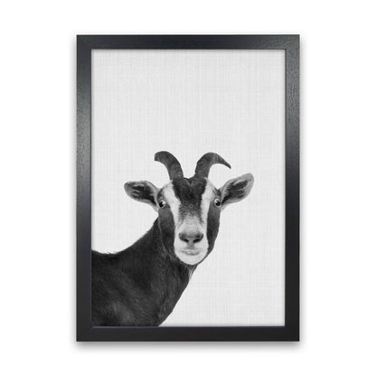 Surprised Goat Art Print by Jason Stanley Black Grain