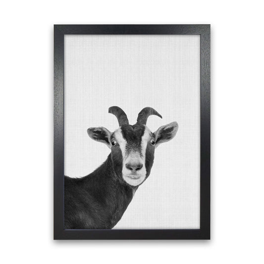 Surprised Goat Art Print by Jason Stanley Black Grain
