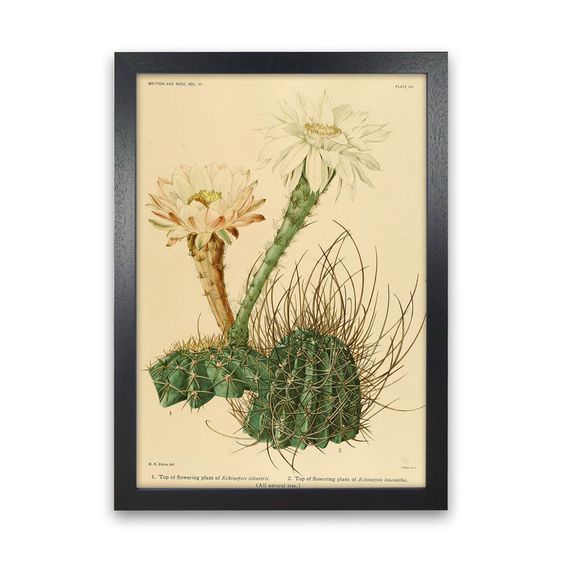Cactus Series 6 Art Print by Jason Stanley Black Grain