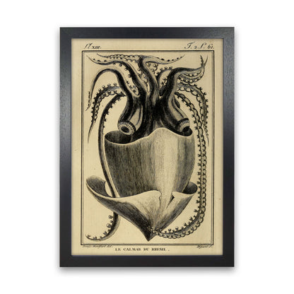 Vintage Squid Art Print by Jason Stanley Black Grain