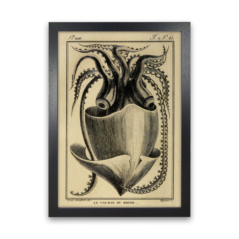 Vintage Squid Art Print by Jason Stanley Black Grain
