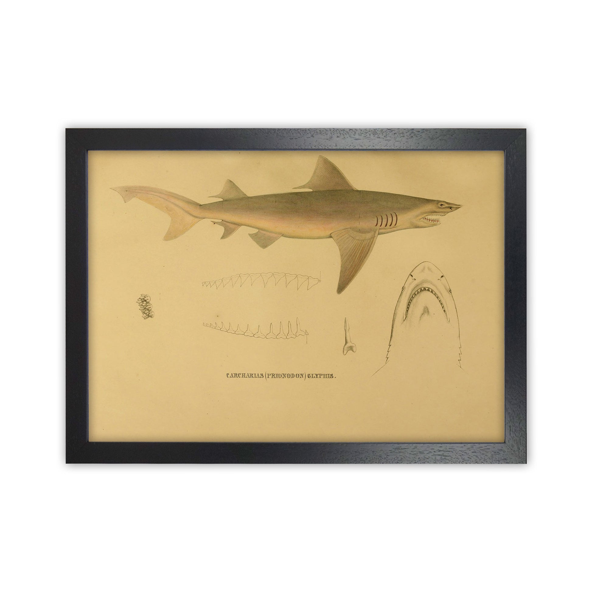 Shark Series 3 Art Print by Jason Stanley Black Grain