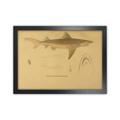 Shark Series 3 Art Print by Jason Stanley Black Grain