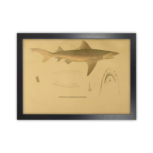 Shark Series 3 Art Print by Jason Stanley Black Grain