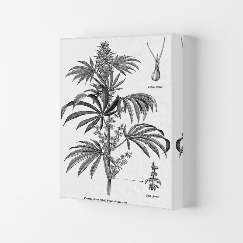 Cannabis Sativa Botanical Illustration Art Print by Jason Stanley Canvas