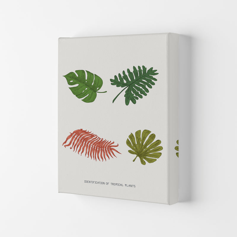 Identification Of Tropical Plants Art Print by Jason Stanley Canvas