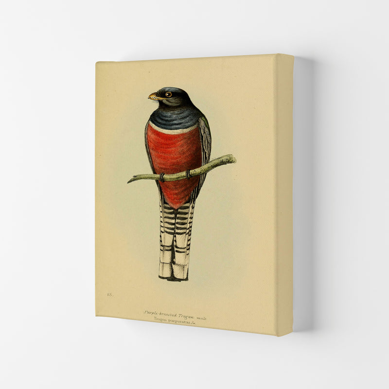 Vintage Purple Breasted Trogon Art Print by Jason Stanley Canvas