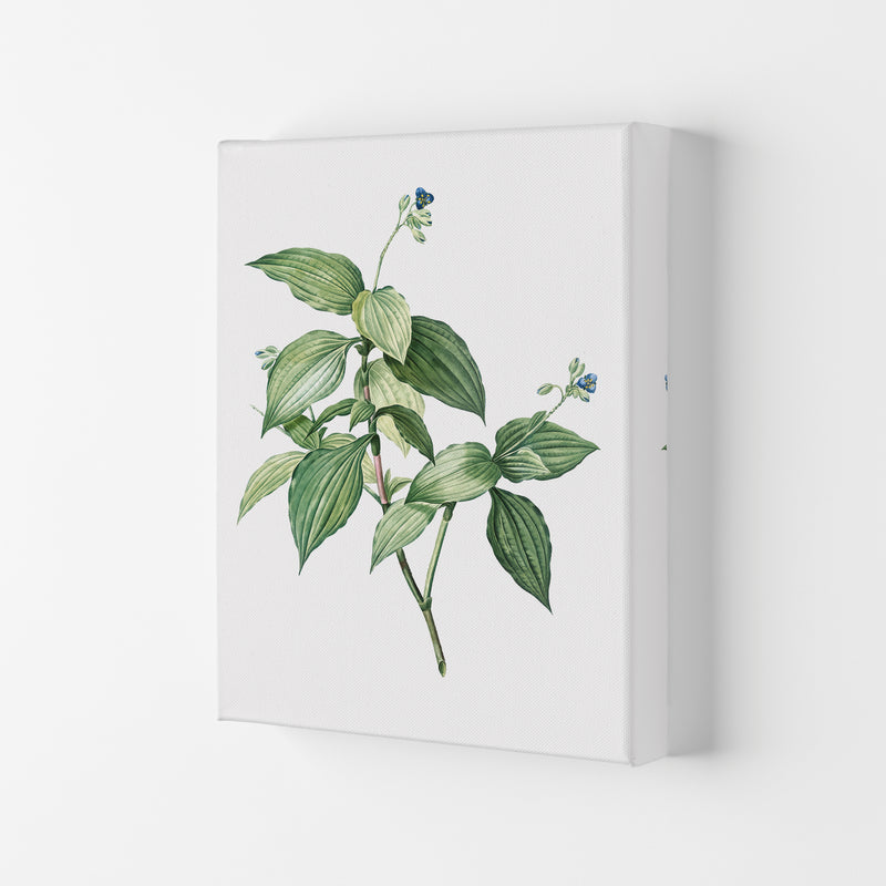 Vintage Botanical Plant Art Print by Jason Stanley Canvas