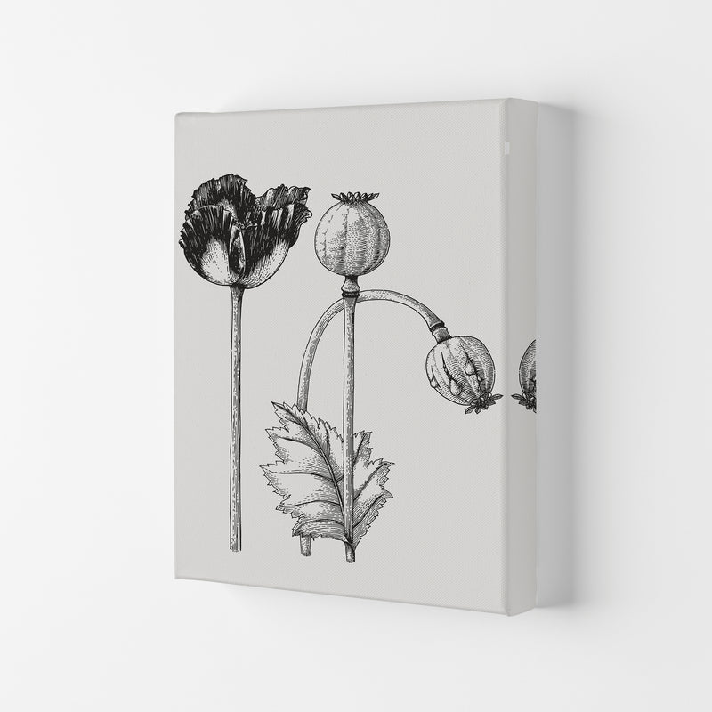 Vintage Poppy Plant Art Print by Jason Stanley Canvas