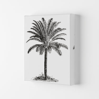 Vintage Palm Tree Art Print by Jason Stanley Canvas