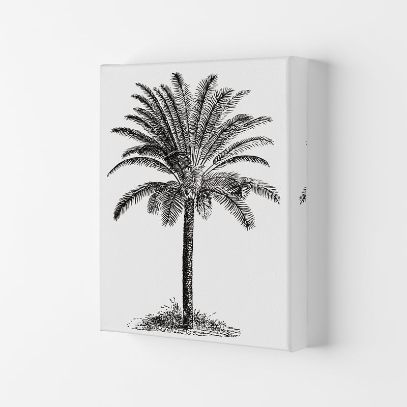 Vintage Palm Tree Art Print by Jason Stanley Canvas