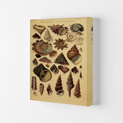Vintage Shells Art Print by Jason Stanley Canvas