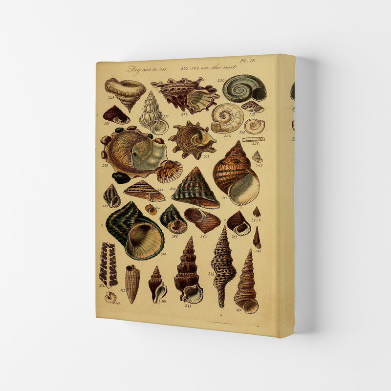Vintage Shells Art Print by Jason Stanley Canvas