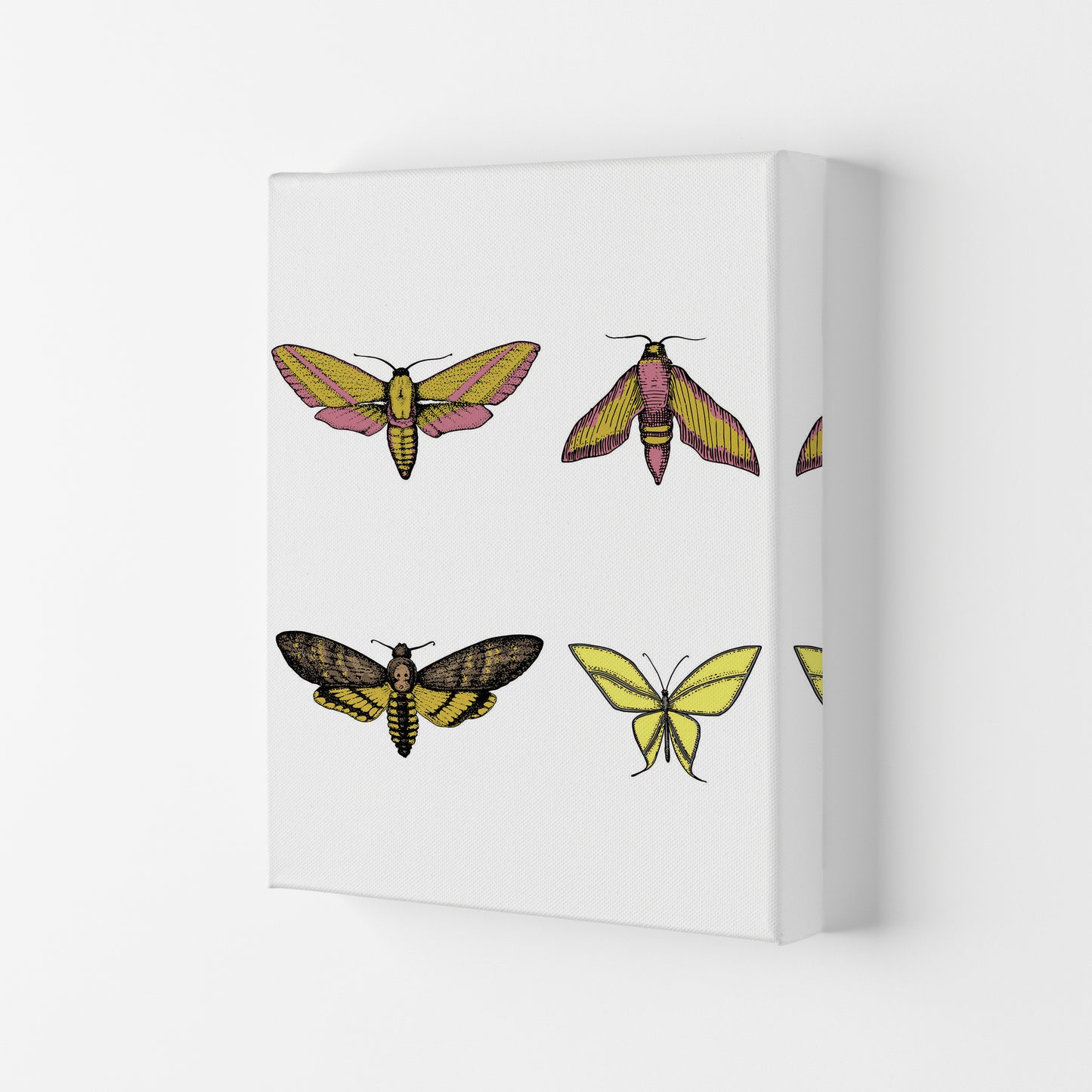 Vintage Moths Art Print by Jason Stanley Canvas