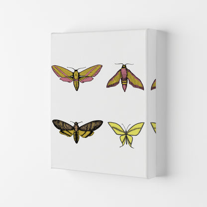 Vintage Moths Art Print by Jason Stanley Canvas