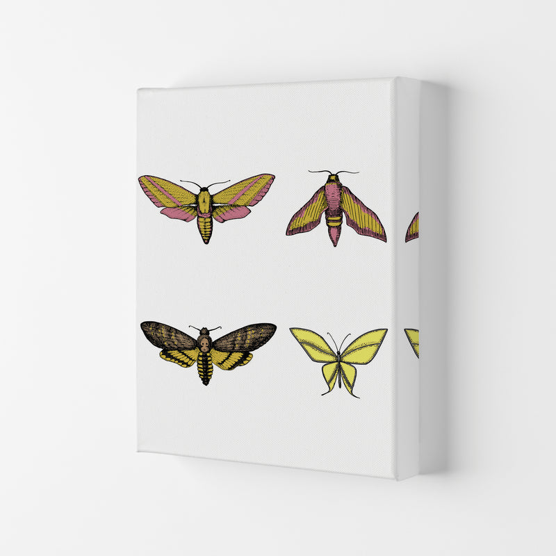 Vintage Moths Art Print by Jason Stanley Canvas
