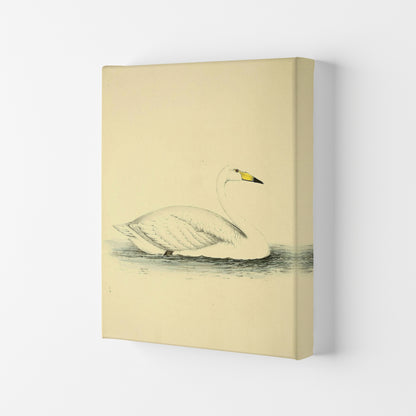 Vintage Swan Art Print by Jason Stanley Canvas