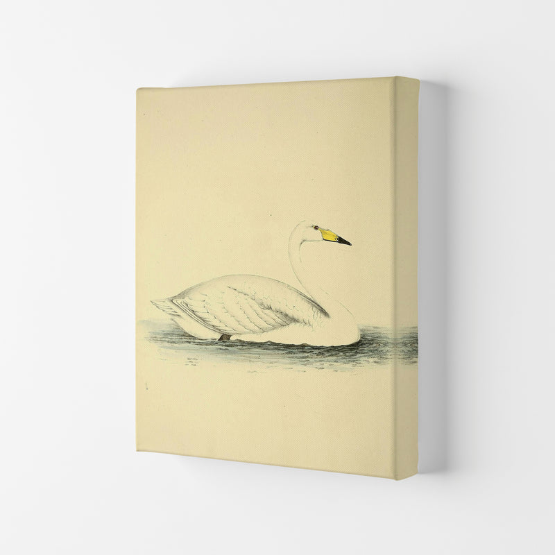 Vintage Swan Art Print by Jason Stanley Canvas