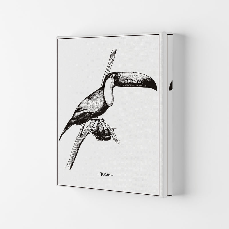 Tucan Art Print by Jason Stanley Canvas