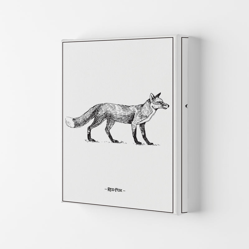 Red Fox Art Print by Jason Stanley Canvas