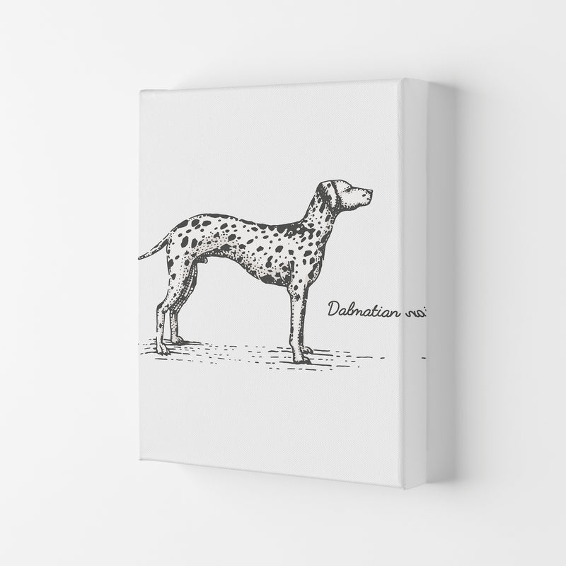 Dalmation Art Print by Jason Stanley Canvas