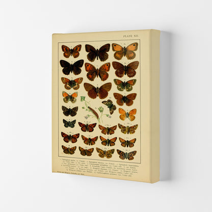 Vintage Butterfly Illustration #2 Art Print by Jason Stanley Canvas