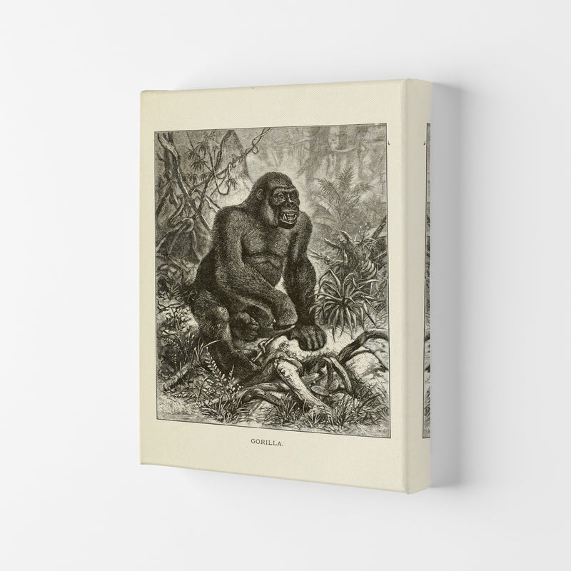 The Other King Of The Jungle Art Print by Jason Stanley Canvas