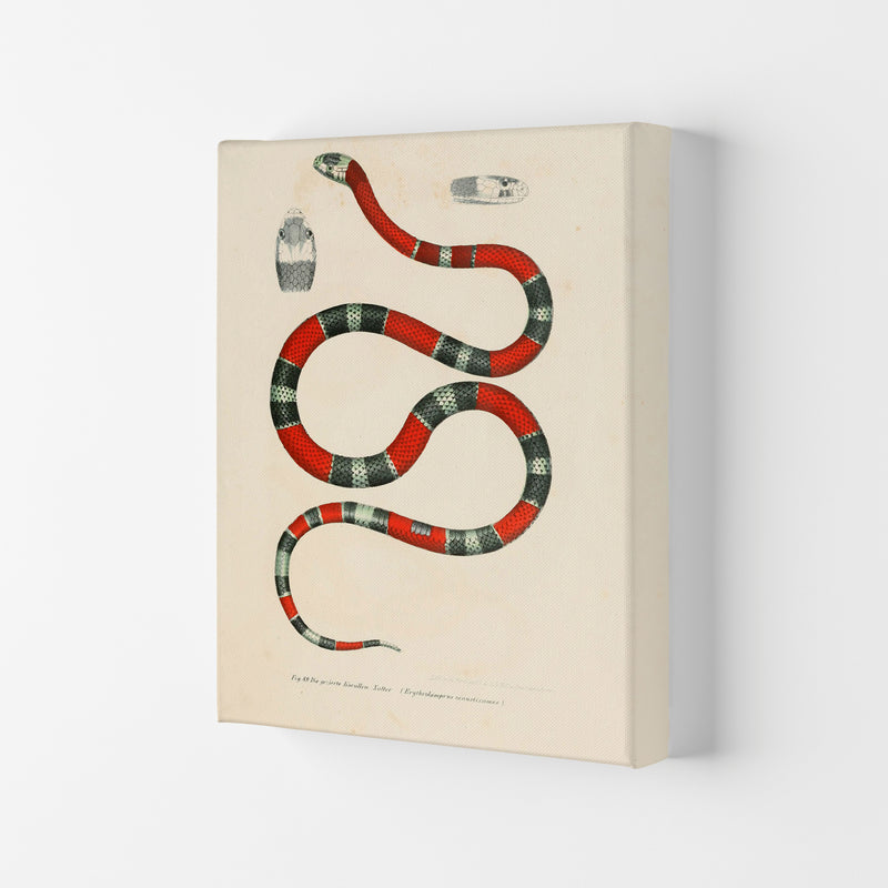 Vintage Snake Illustration 2 Art Print by Jason Stanley Canvas