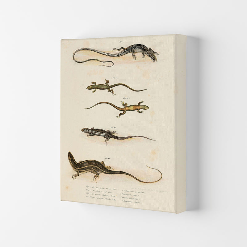 Vintage Salamander Illustration Art Print by Jason Stanley Canvas