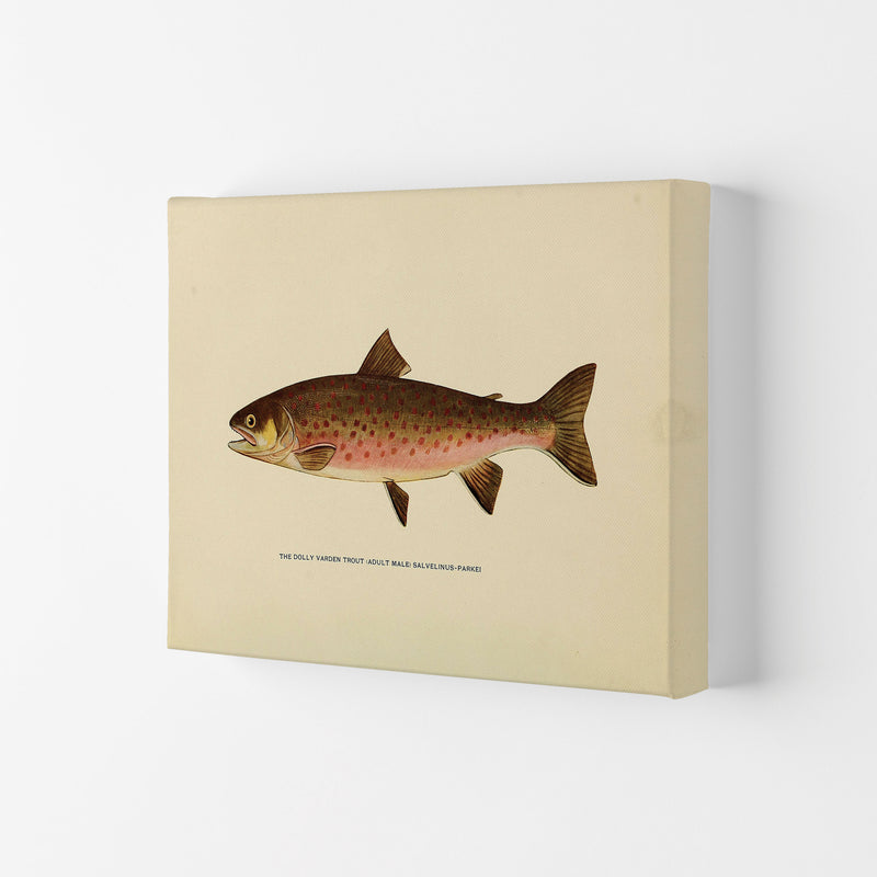 Dolly Varden Trout Illustration Art Print by Jason Stanley