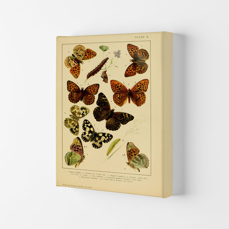 Vintage Butterfly Illustration Art Print by Jason Stanley Canvas