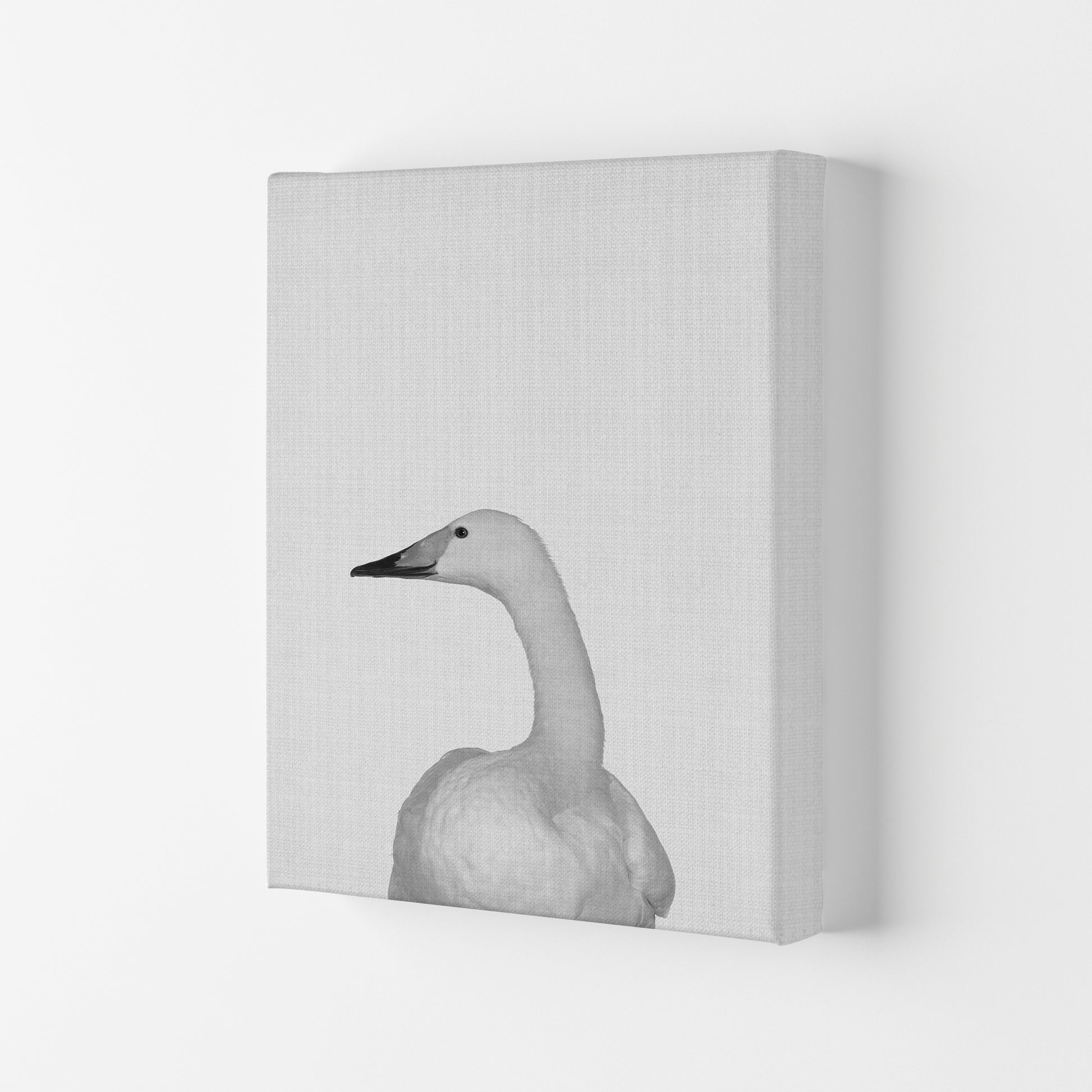 The Case Of The Lost Goose Art Print by Jason Stanley Canvas