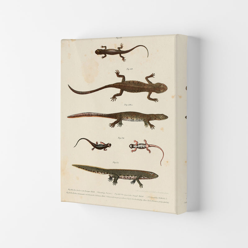 Vintage Newt Illustration Art Print by Jason Stanley Canvas