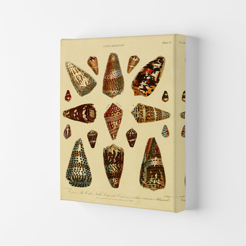 Conchology Illustration 2 Art Print by Jason Stanley Canvas