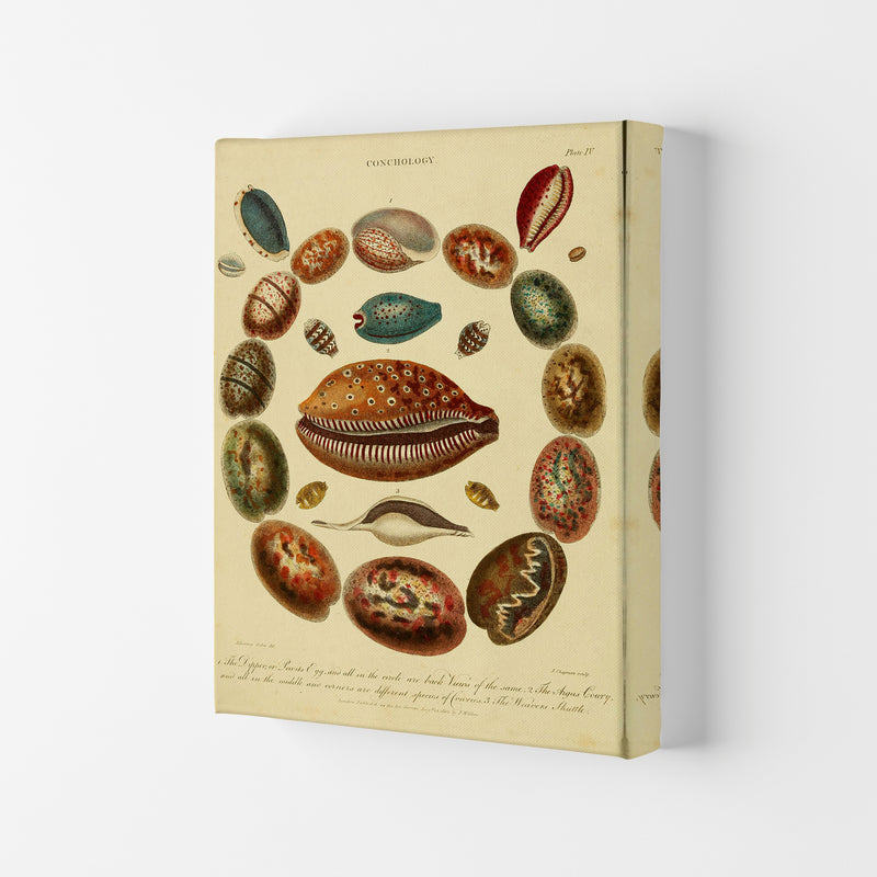 Conchology Illustration Art Print by Jason Stanley Canvas