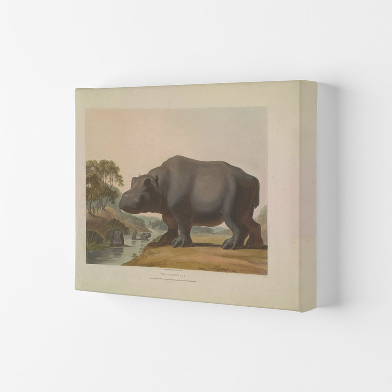 Vintage Hippo Illustration Art Print by Jason Stanley