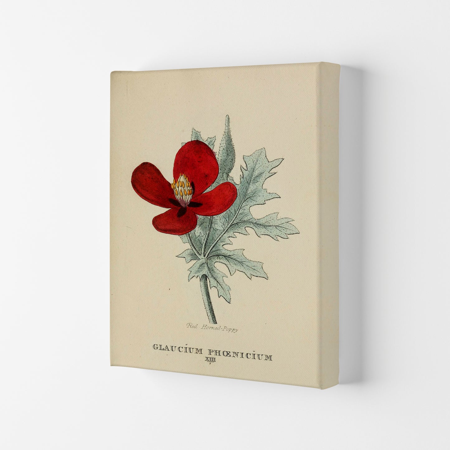 Vintage Flower Series 2 Art Print by Jason Stanley Canvas
