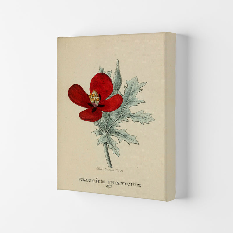 Vintage Flower Series 2 Art Print by Jason Stanley Canvas
