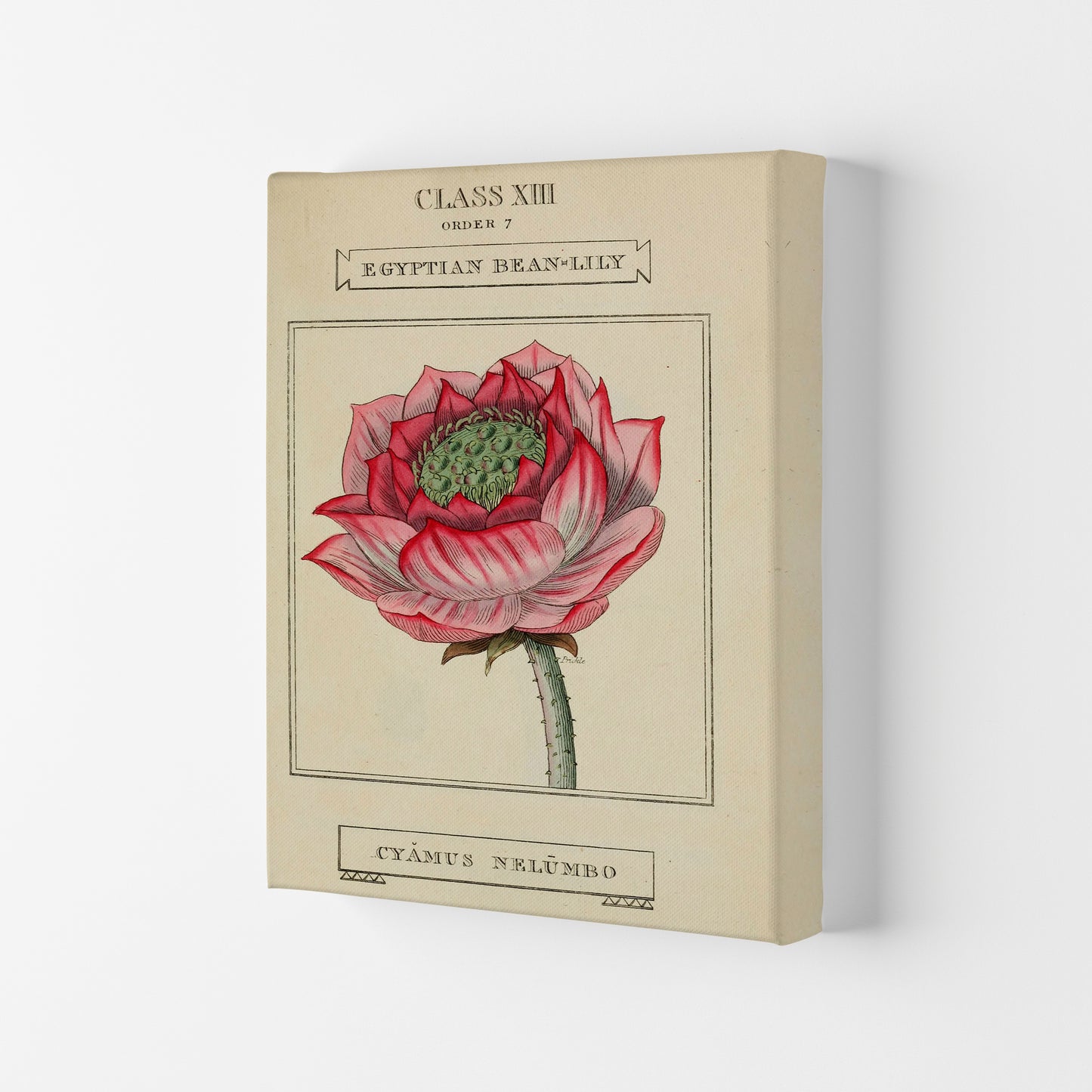 Vintage Flower Series 7 Art Print by Jason Stanley Canvas